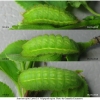 sat spini larva4 volg